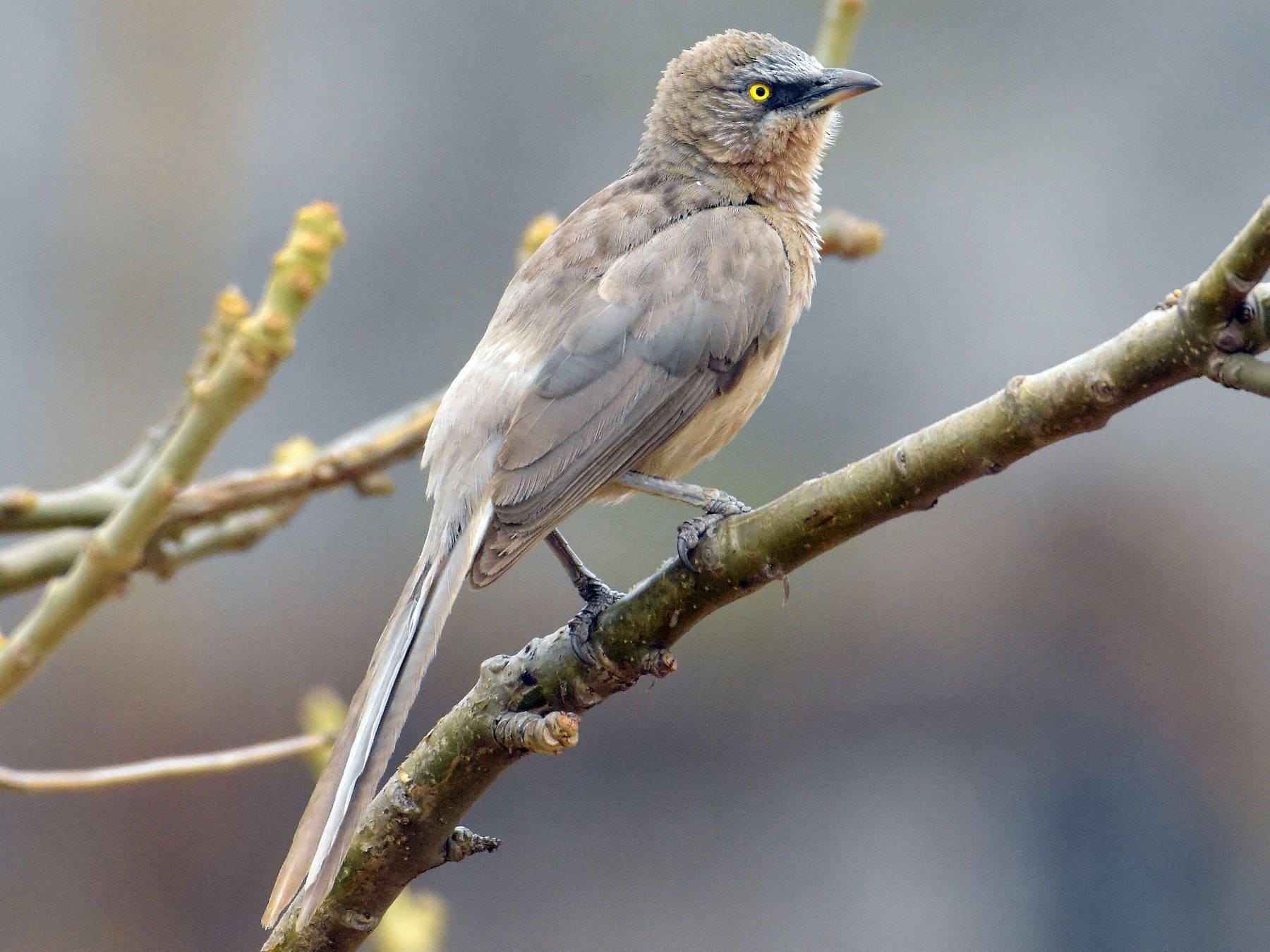 Large Grey Babbler